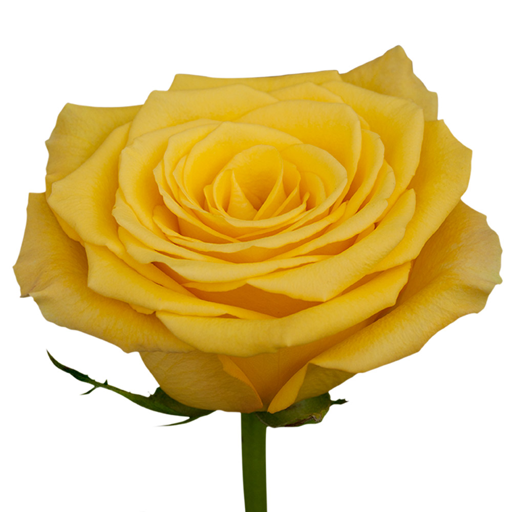 Yellow roses