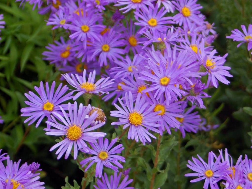 aster aster