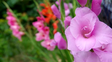 gladiola gladiola