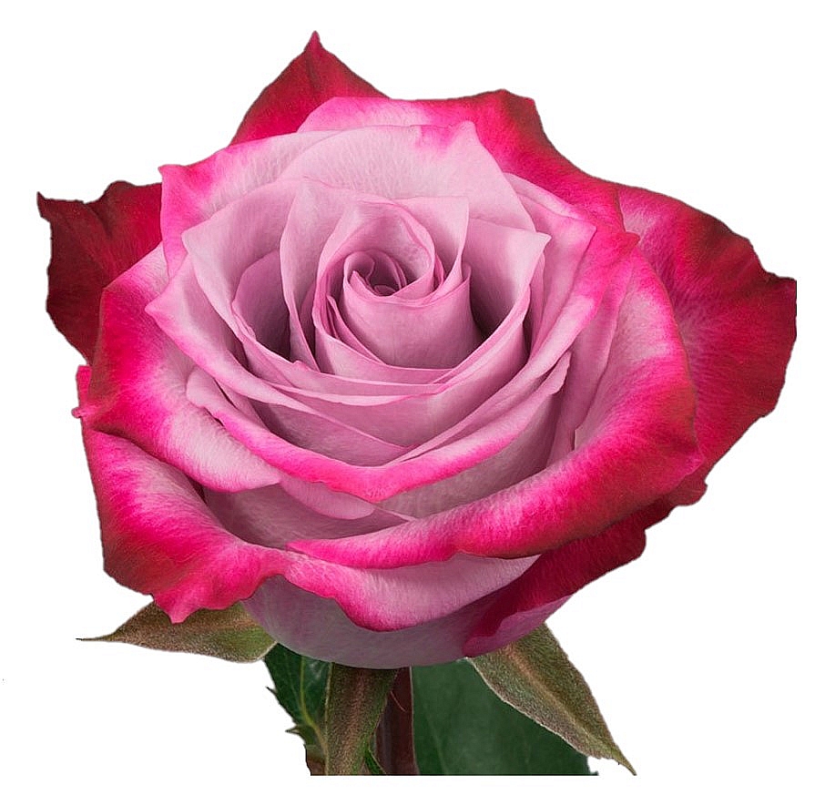 Lilac roses