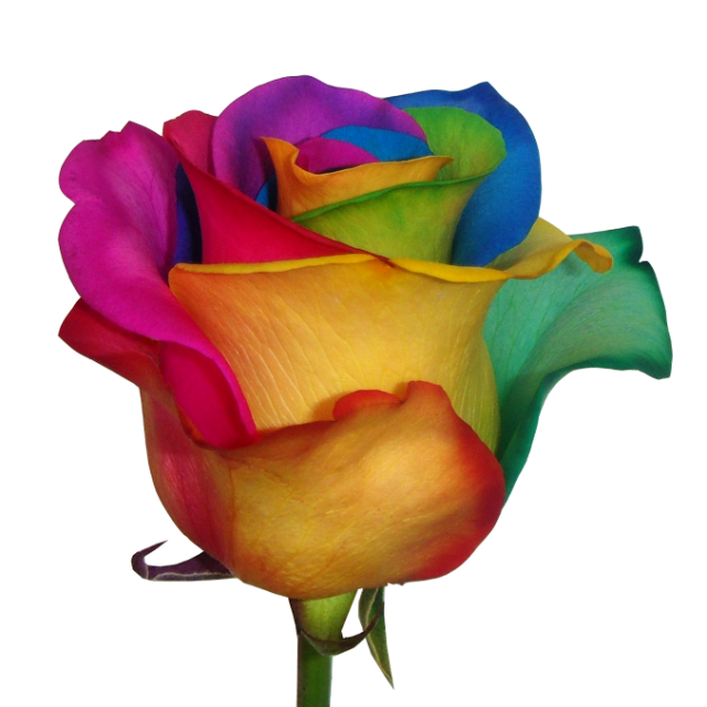 Multi-colored roses