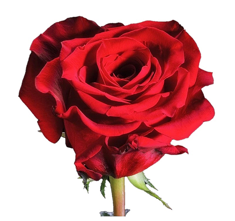 Red roses