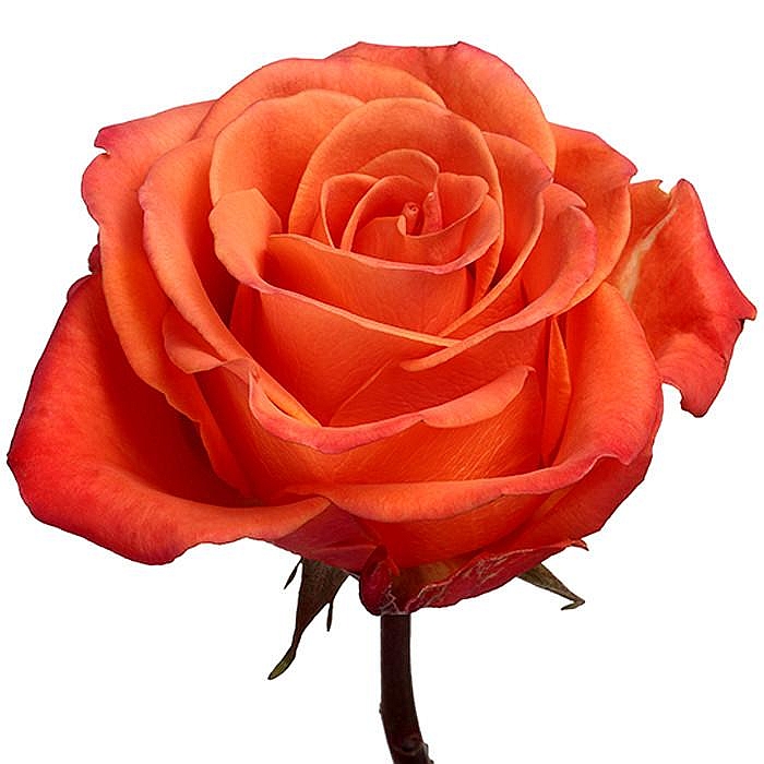 Orange roses