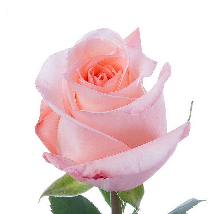 Pink roses