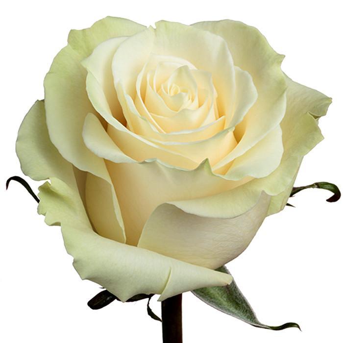 White rose